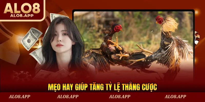 Mẹo hay giúp tăng tỷ lệ thắng cược