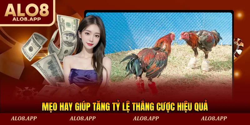 Mẹo hay giúp tăng tỷ lệ thắng cược hiệu quả
