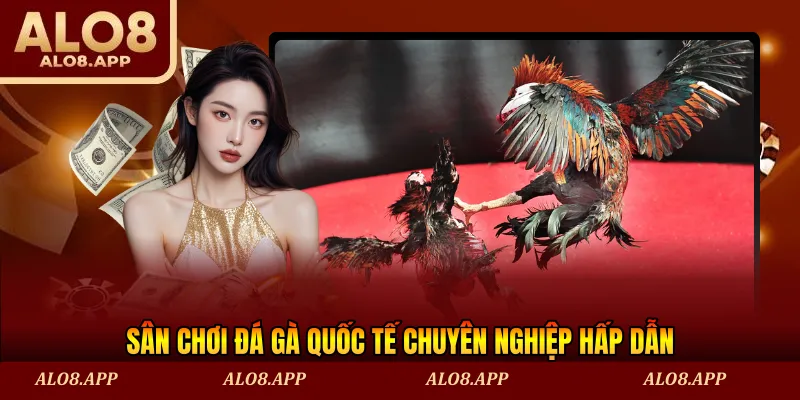Sân chơi đá gà quốc tế chuyên nghiệp hấp dẫn